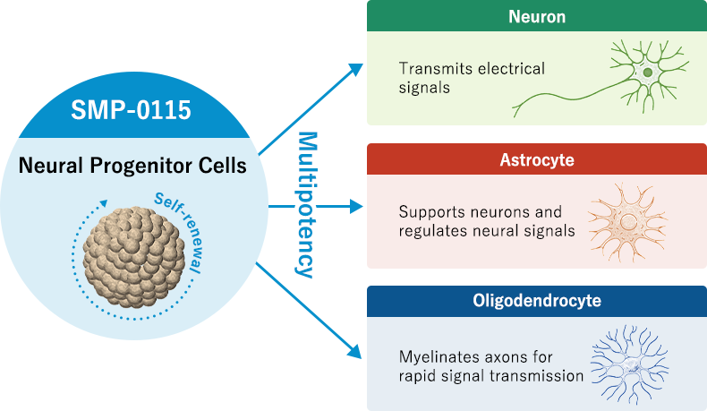 Our Goal with Regenerative and Cellular Therapy1