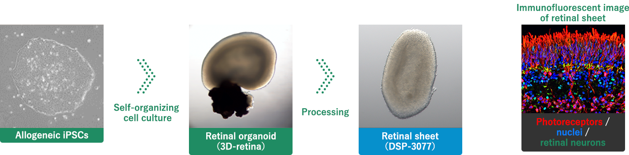 Manufacturing retinal sheets from iPS cells