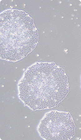 RACTHERA's Core Principles Image03