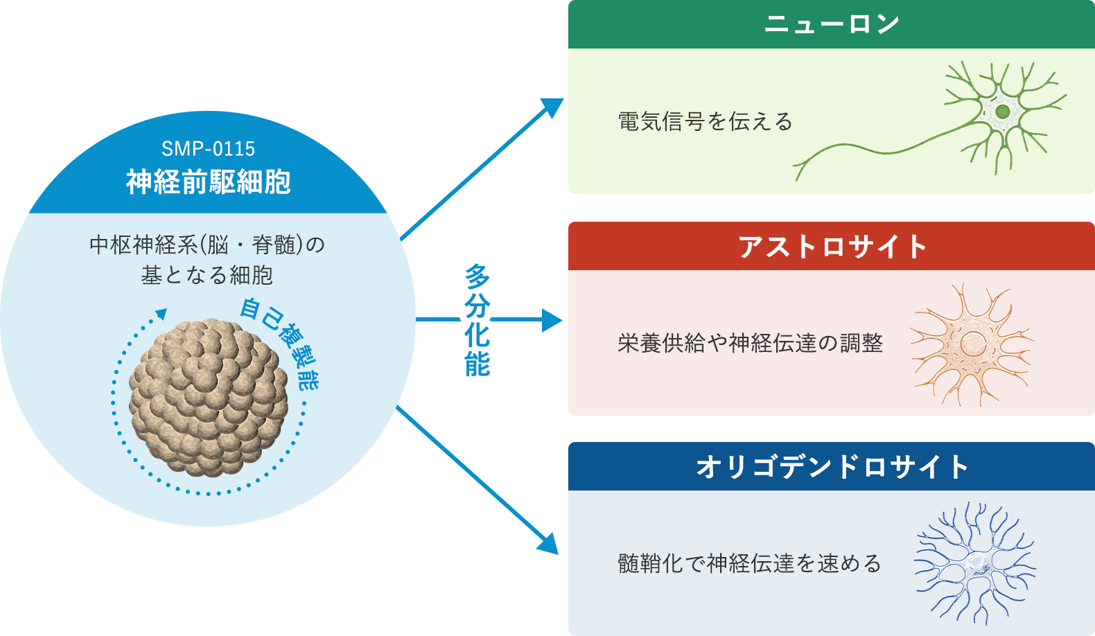 再生・細胞医薬により目指すこと1