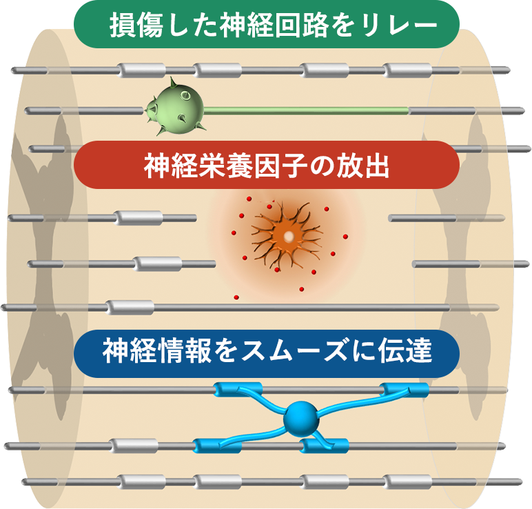 再生・細胞医薬により目指すこと2