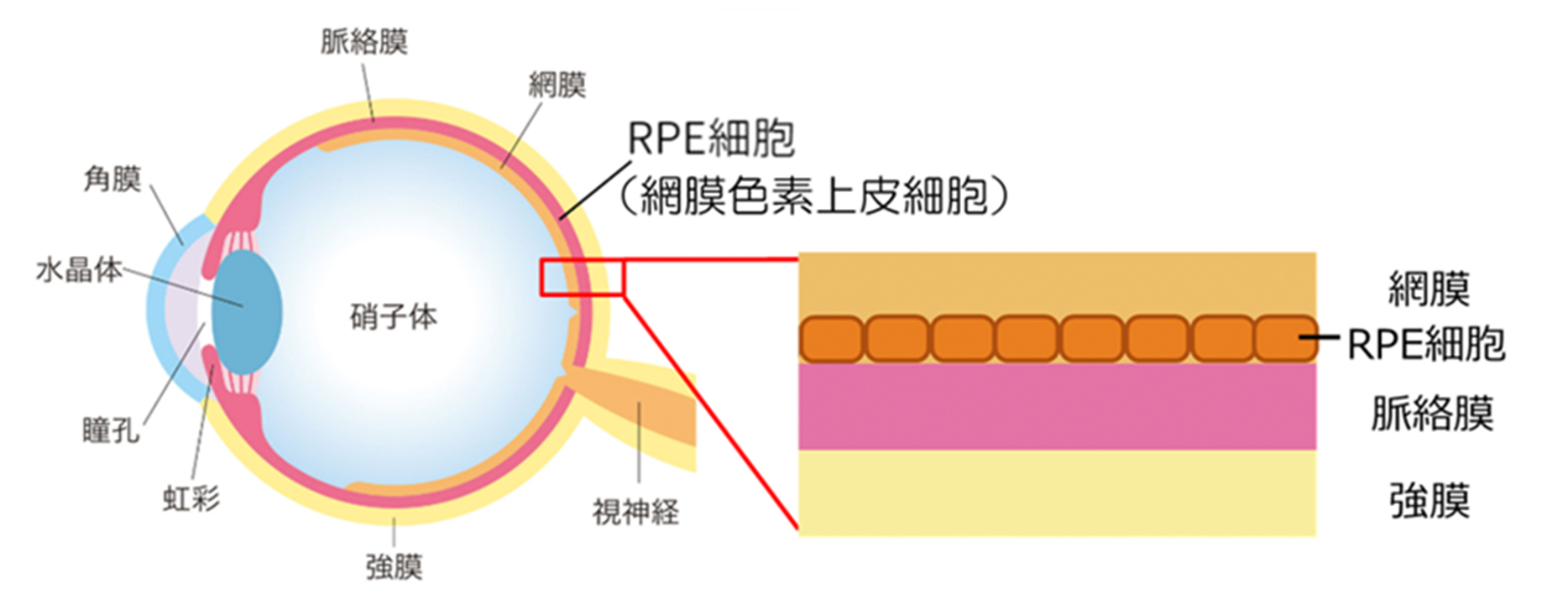 再生・細胞医薬により目指すこと1