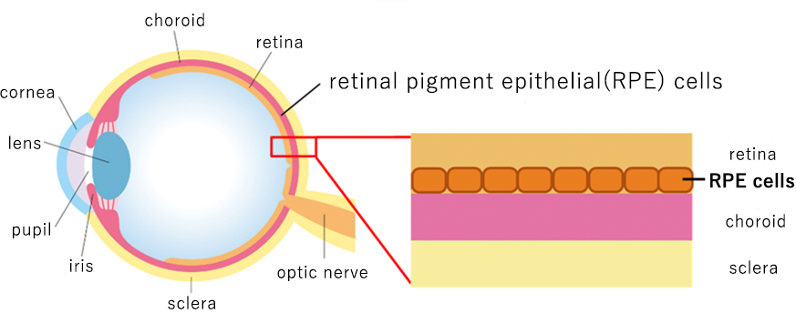 Our Goal with Regenerative and Cellular Therapy1